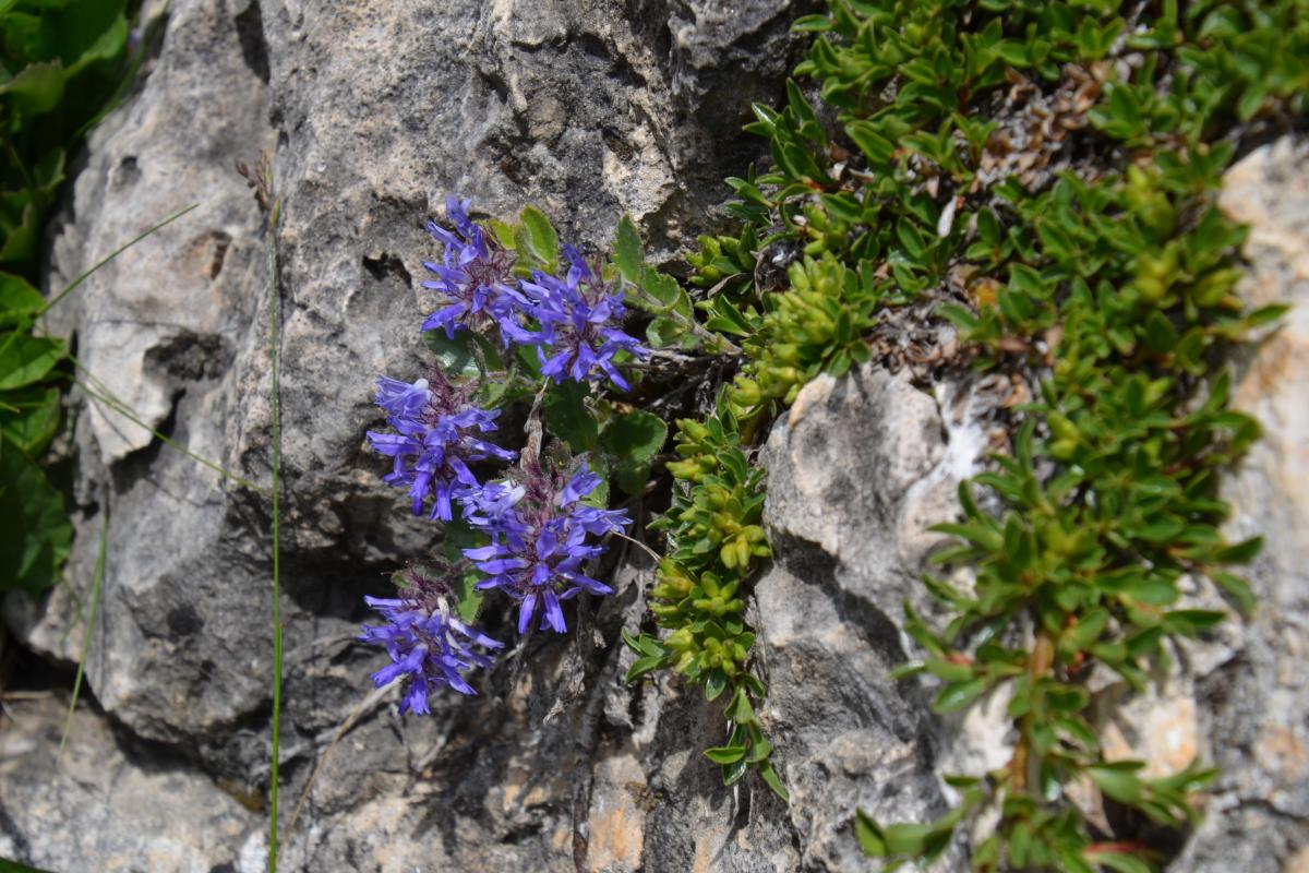 Rosengarten 21.06.2022